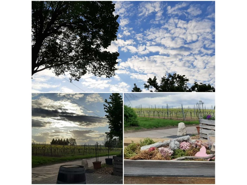 Impressionen vom Weingut Landgrafenhof – Weinberge und Hof