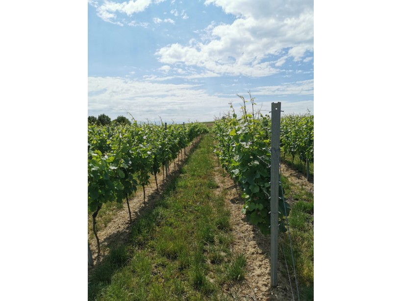 Weinberge des Weinguts Landgrafenhof bei Saulheim
